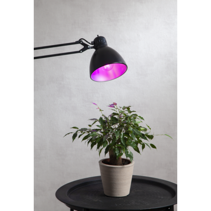 LED-lampe E27 A60 Plant Light , hemmetshjarta.no