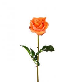 Kunstig Rose 65 cm Real Touch , hemmetshjarta.no