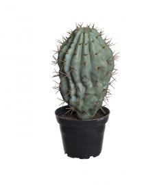 Kunstig Kaktus 18 cm , hemmetshjarta.no