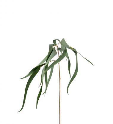 Mr Plant - Eukalyptus 70 cm , hemmetshjarta.no