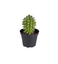 Kunstig Kaktus 13 cm , hemmetshjarta.no