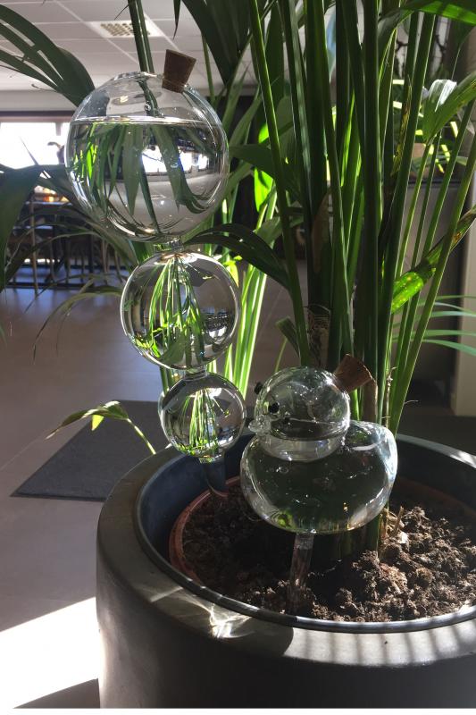 A Lot Dekoration - Bevanningsglass planter And 9x25cm , hemmetshjarta.no