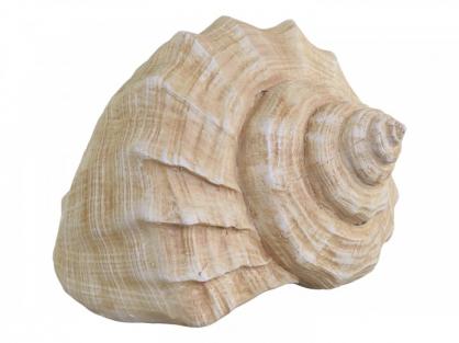 Chic Antique Shell H10,5 / L13,5 / B8,5 cm antikk natur , hemmetshjarta.no