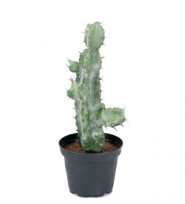 Kunstig Kaktus 23 cm , hemmetshjarta.no