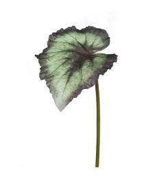 Kunstig Rexbegonia blad 20 cm , hemmetshjarta.no