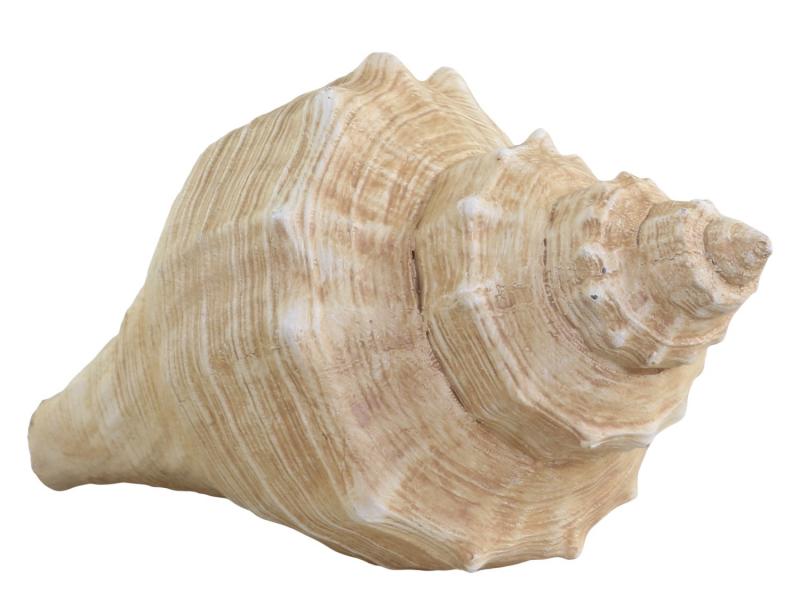Chic Antique Shell H8,5 / L14 / B7,5 cm antikk natur , hemmetshjarta.no