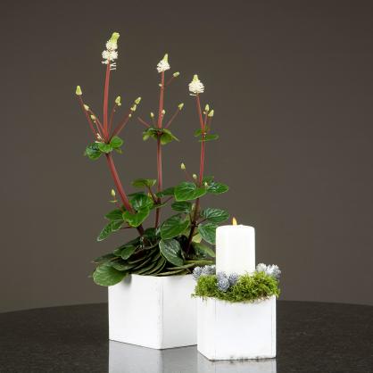 A Lot Dekoration - Blomsterpotte/krukke - Antikk hvit 2-pack , hemmetshjarta.no