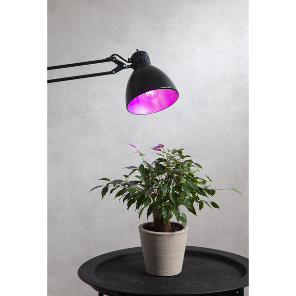 LED-lampe E27 A60 Plant Light , hemmetshjarta.no