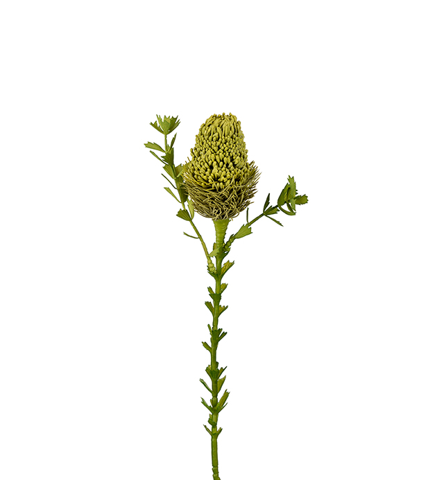 Kunstig Banksia 52 cm , hemmetshjarta.no